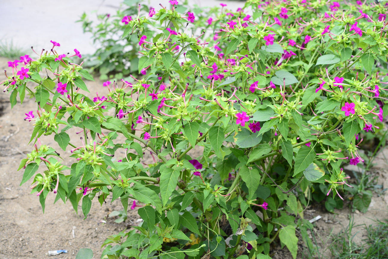 我见到的山东本土植物和园林栽培植物