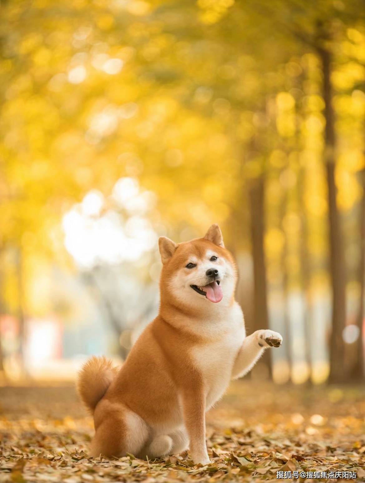 柴狗图片壁纸图片