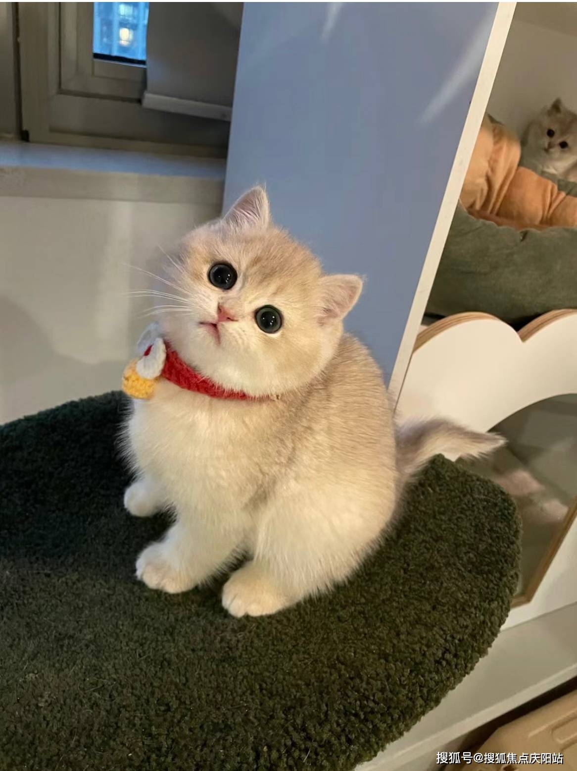 天津买英短蓝金猫首页网站(天津北辰区)哪里有卖英短蓝金猫的宠物市场
