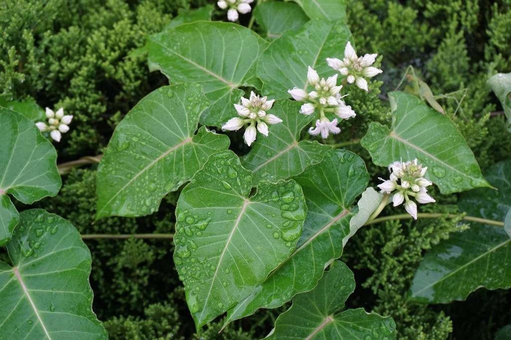 野生长藤植物图片图片