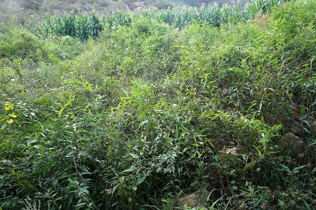 我见到的山东本土植物和园林栽培植物(477) 杠柳