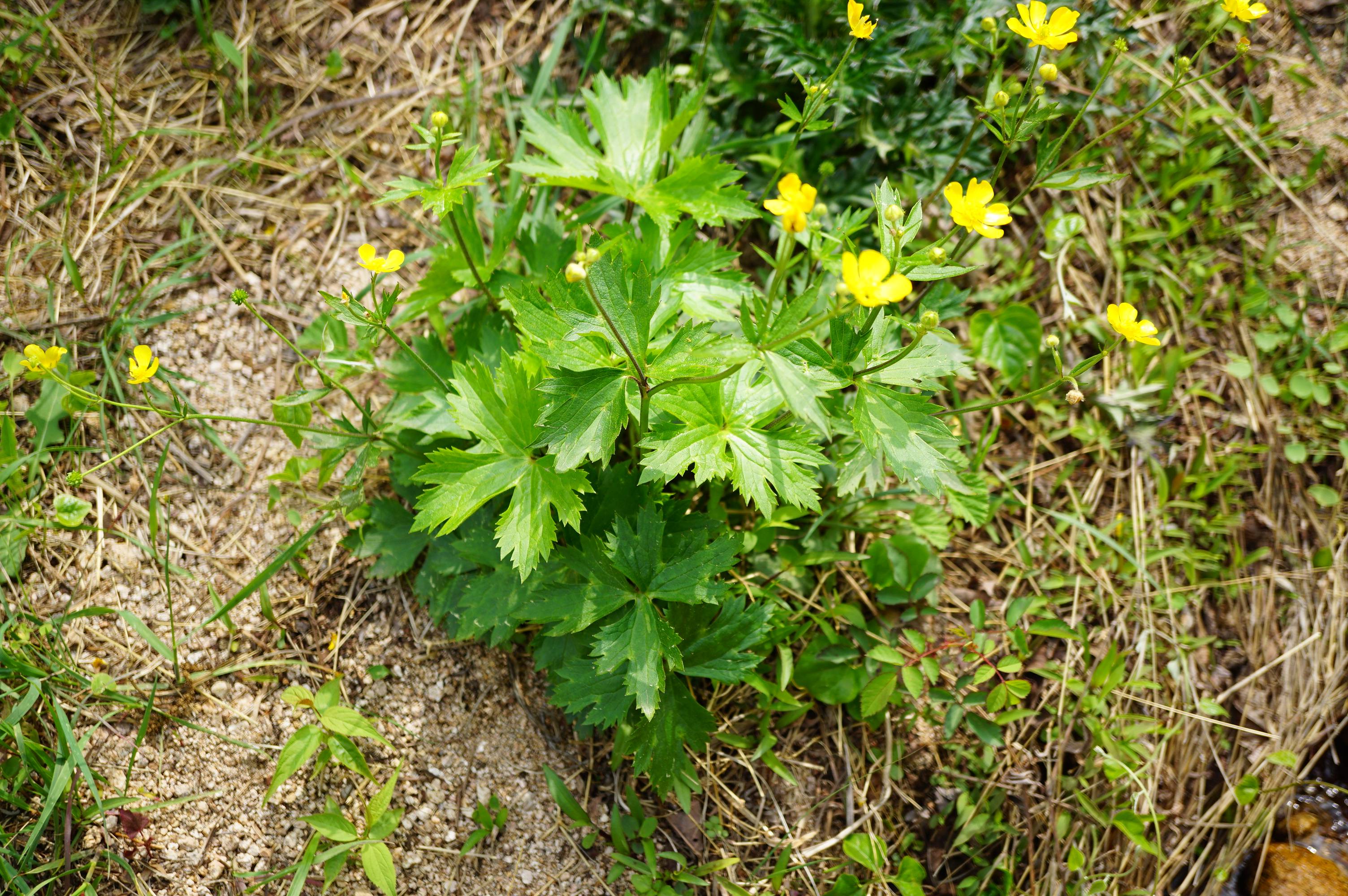 我见到的山东本土植物和园林栽培植物(482)毛茛