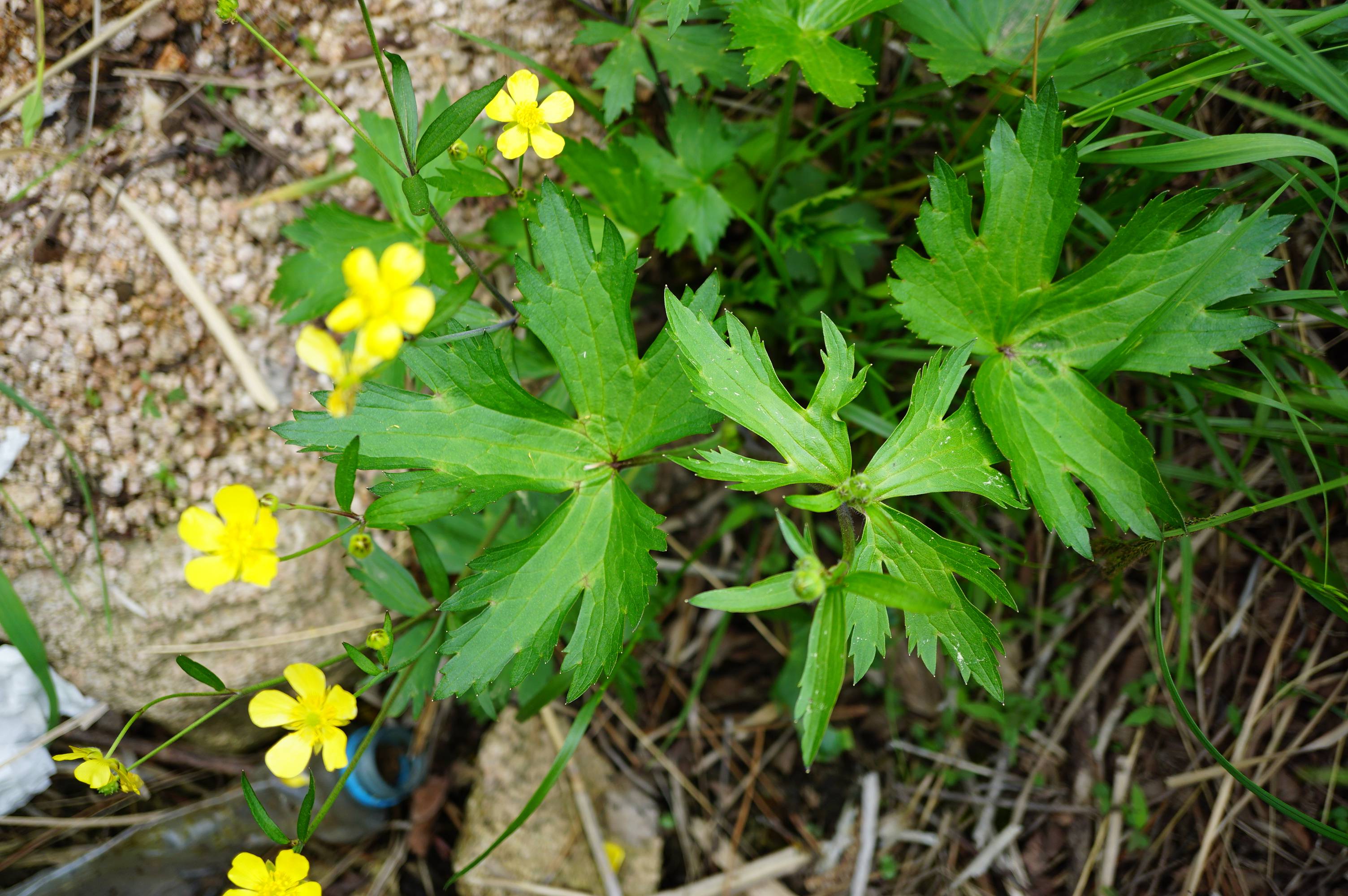 我见到的山东本土植物和园林栽培植物(482)毛茛