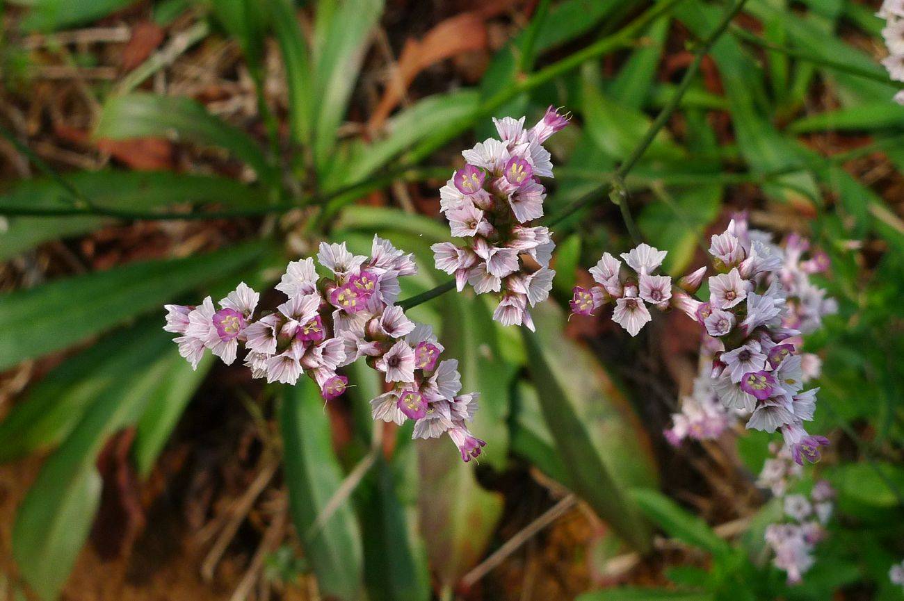 我见到的山东本土植物和园林栽培植物(501)烟台补血草