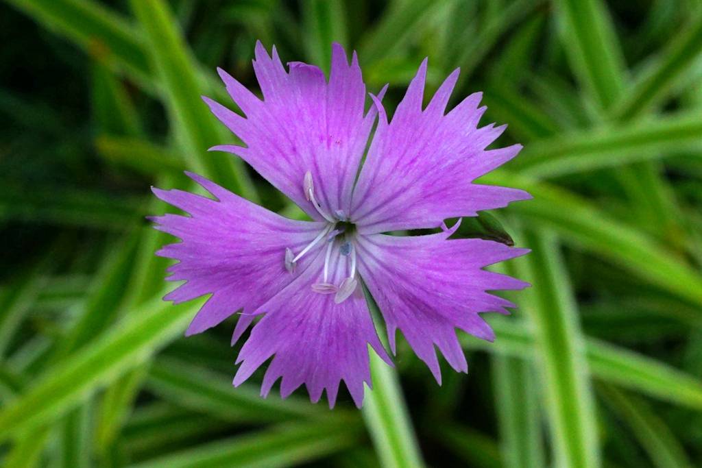 我见到的山东本土植物和园林栽培植物(504)羽瓣石竹(栽培)