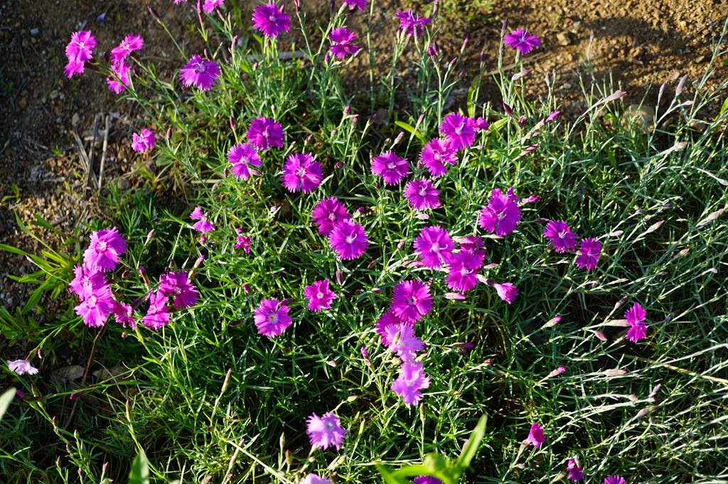 我见到的山东本土植物和园林栽培植物(504)羽瓣石竹(栽培)
