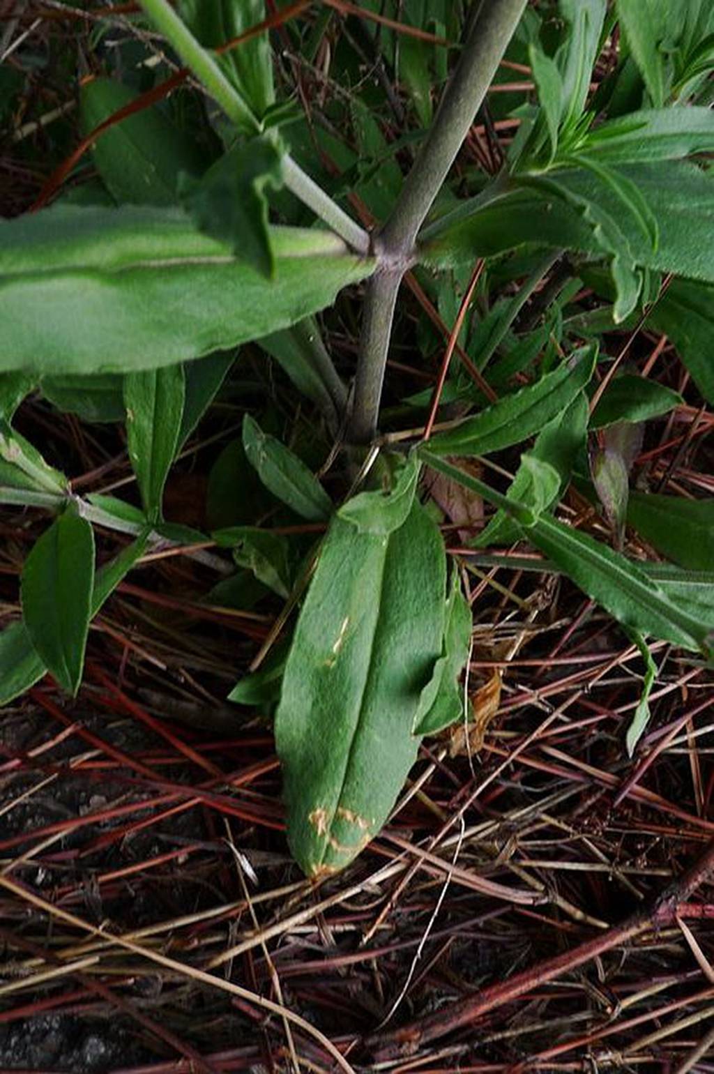 我见到的山东本土植物和园林栽培植物(509)女娄菜