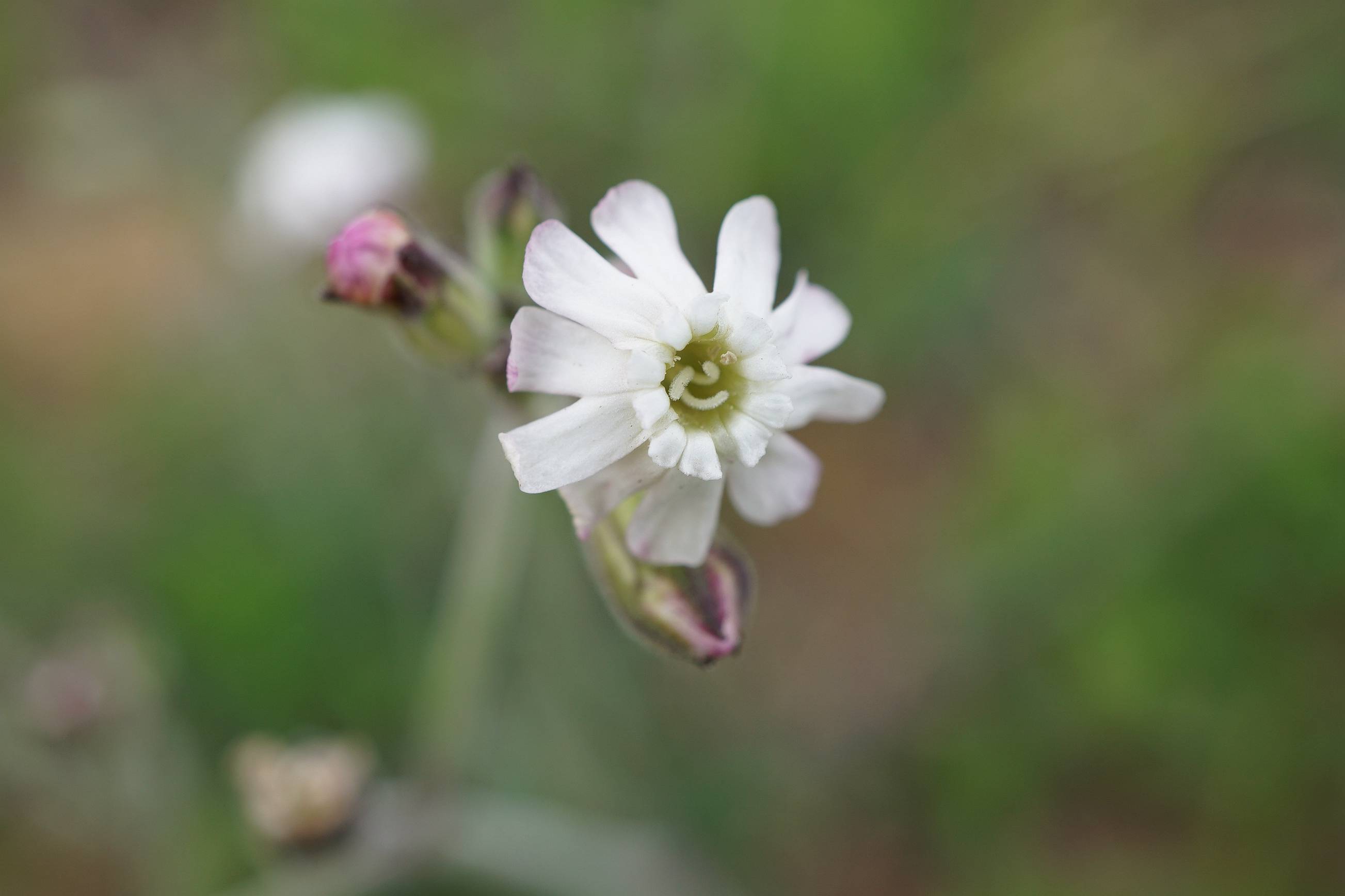 我见到的山东本土植物和园林栽培植物(509)女娄菜