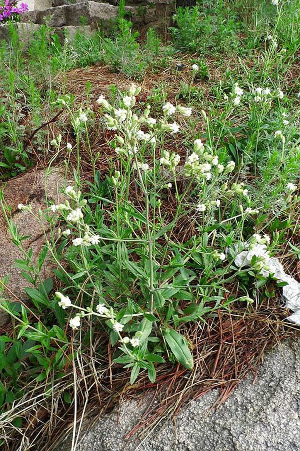 我见到的山东本土植物和园林栽培植物(509)女娄菜