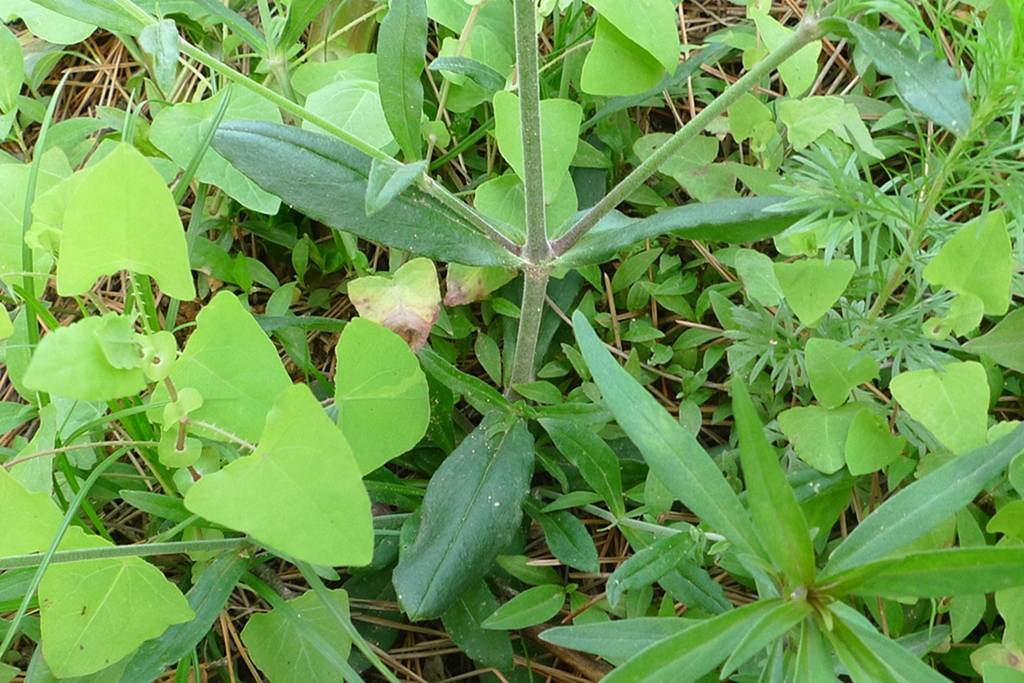 我见到的山东本土植物和园林栽培植物(509)女娄菜