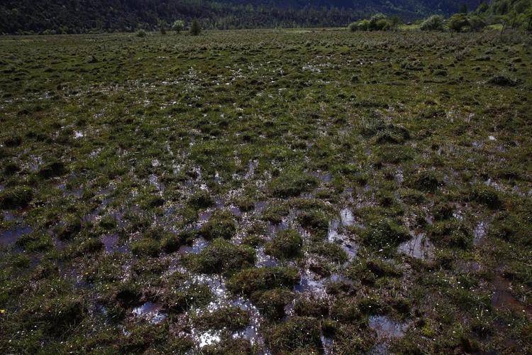 这一幕就发生在四川的松潘草地.