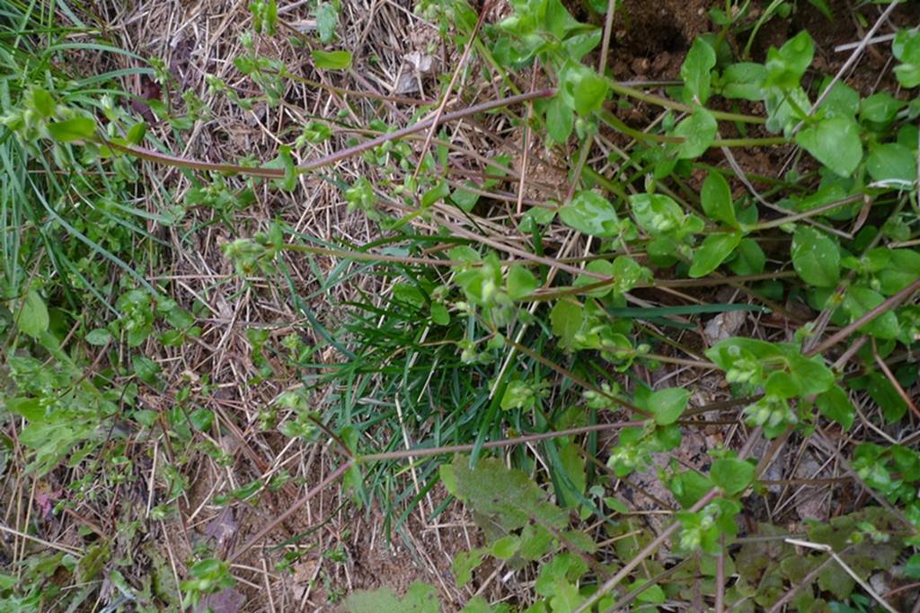 我见到的山东本土植物和园林栽培植物