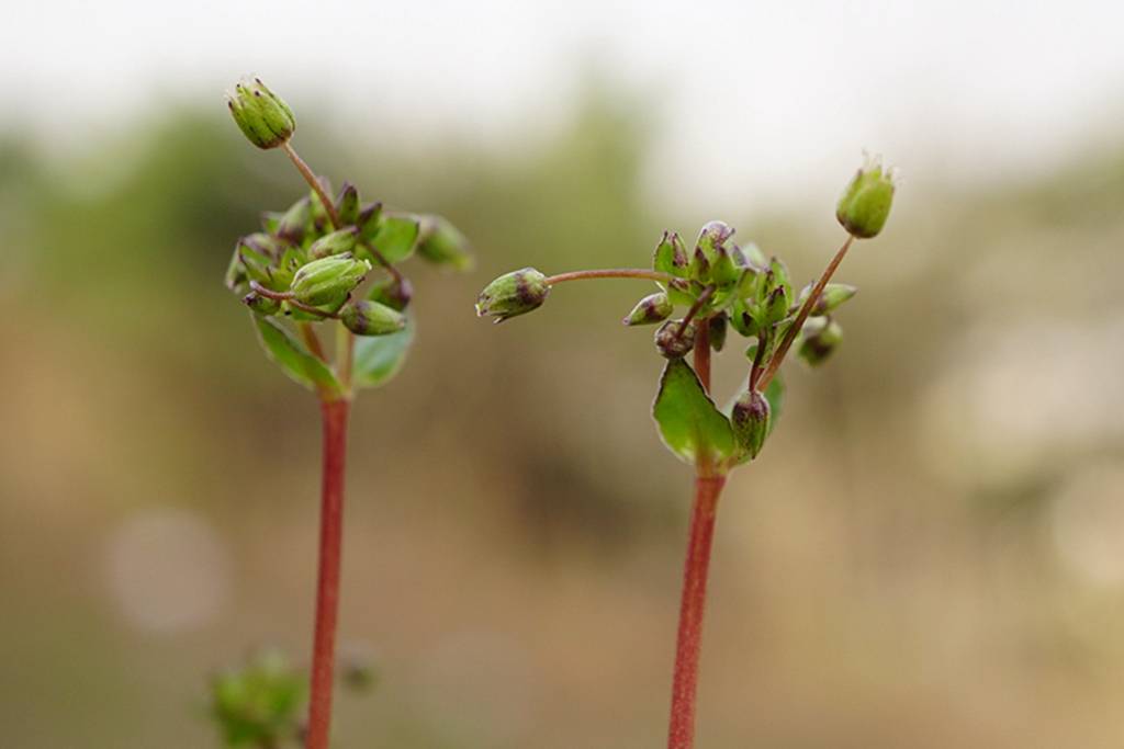 我见到的山东本土植物和园林栽培植物