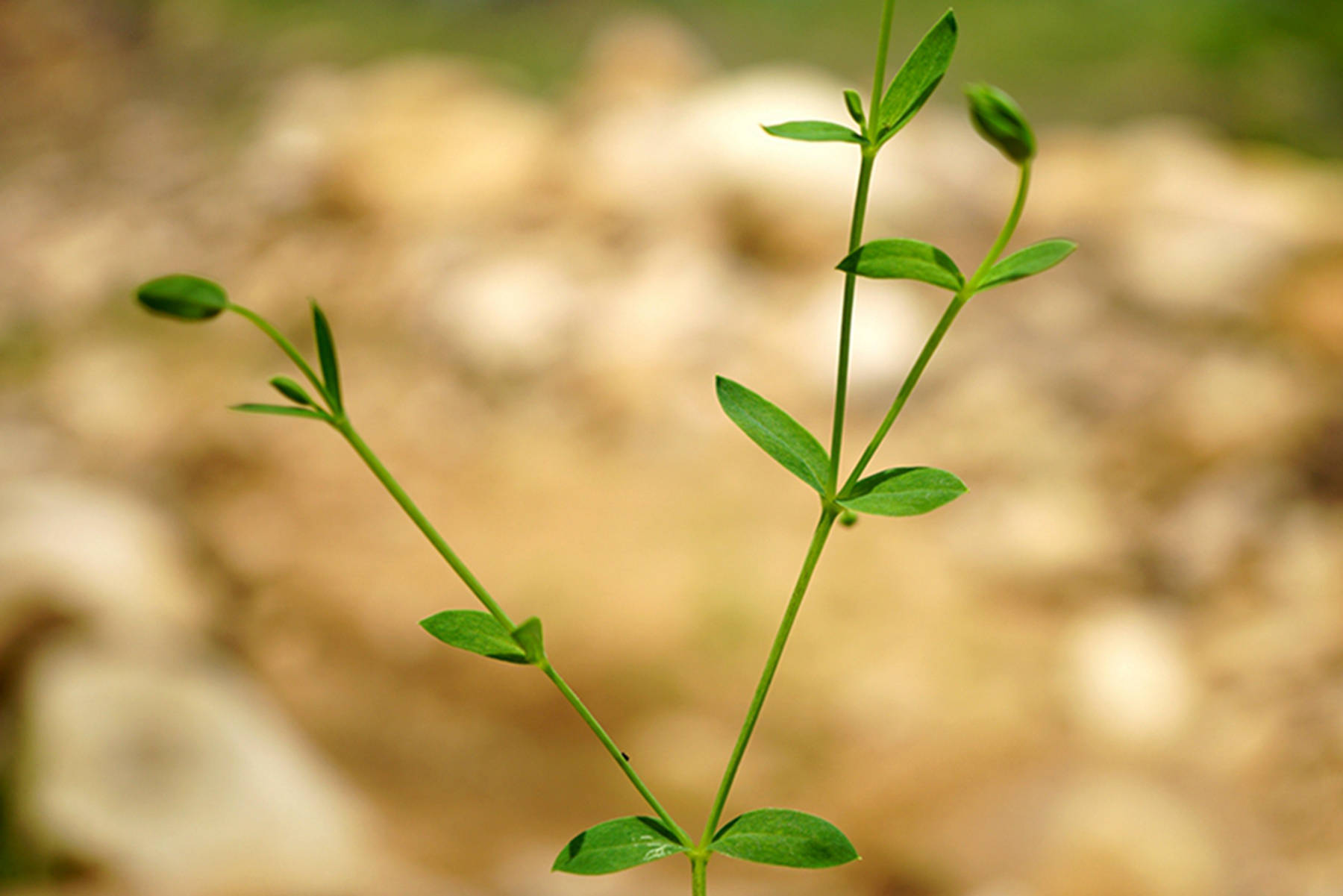 我见到的山东本土植物和园林栽培植物(523)雀舌草