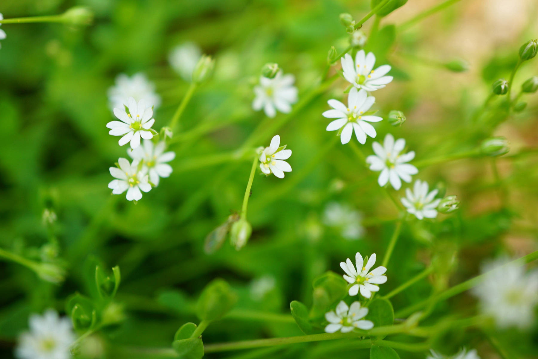 我见到的山东本土植物和园林栽培植物(523)雀舌草