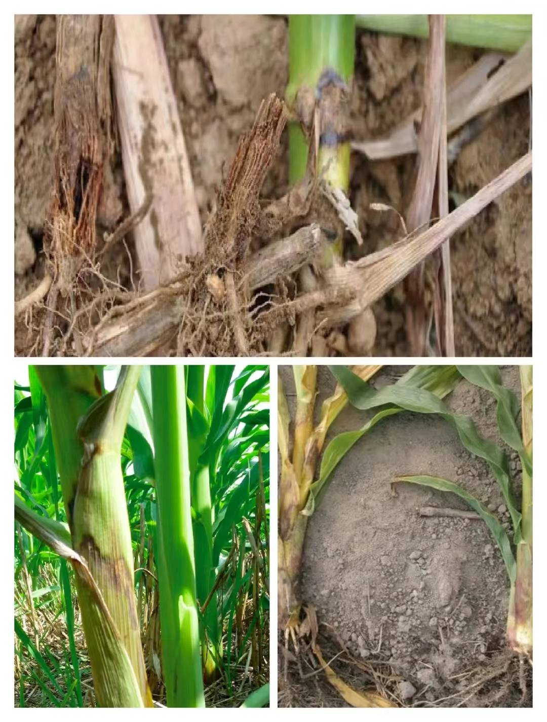 导管里充满黄亮色细菌黏液,病株的横切