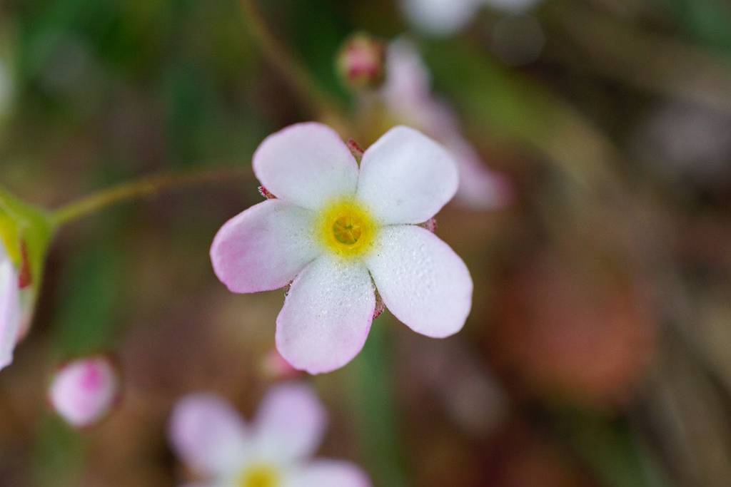 我见到的山东本土植物和园林栽培植物(530)点地梅