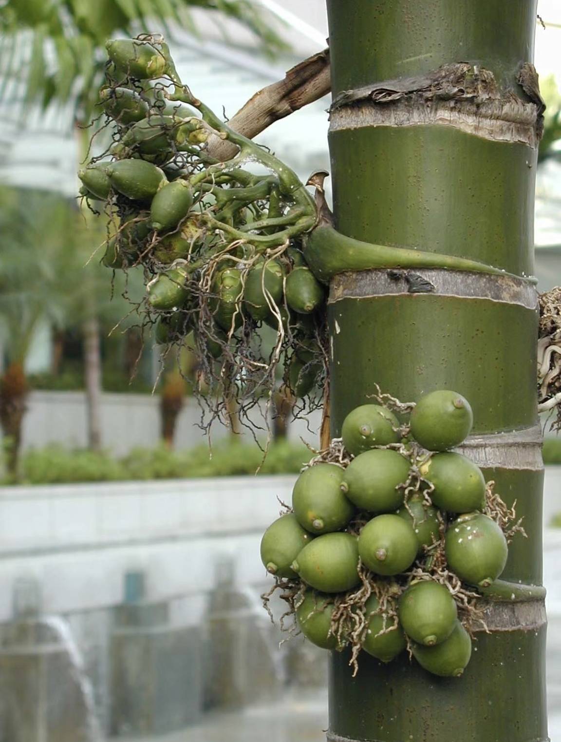 关于槟榔的20个冷知识,如槟榔的年产量超100万吨,全球6亿人有咀嚼槟榔