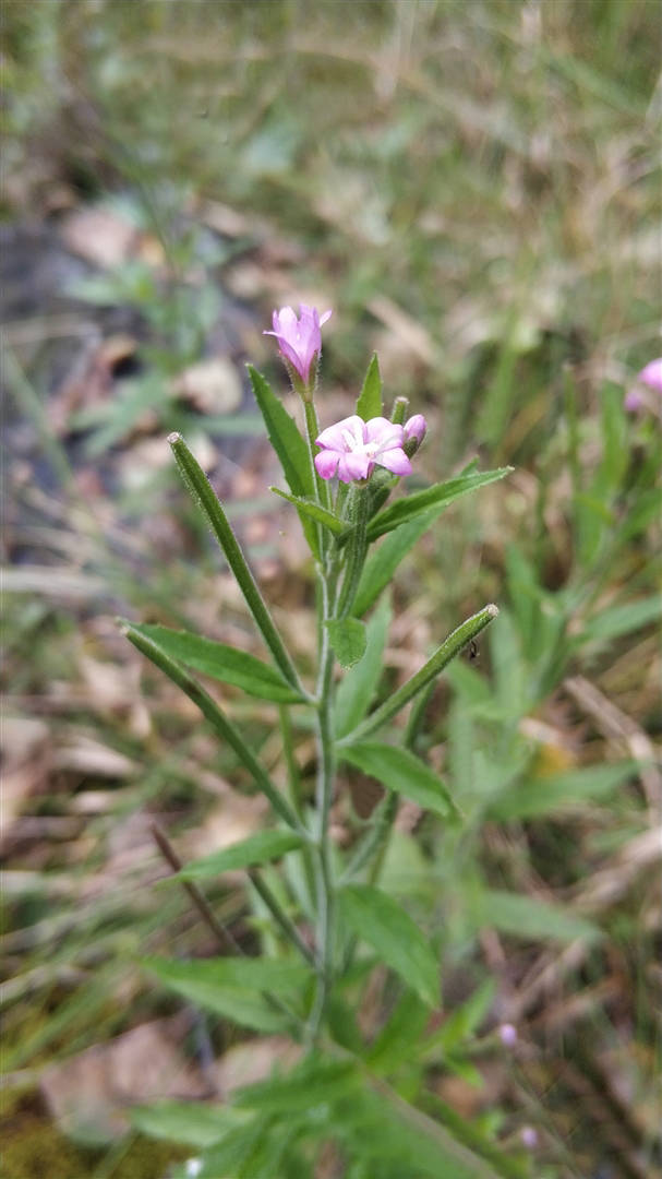 小花柳叶菜图片