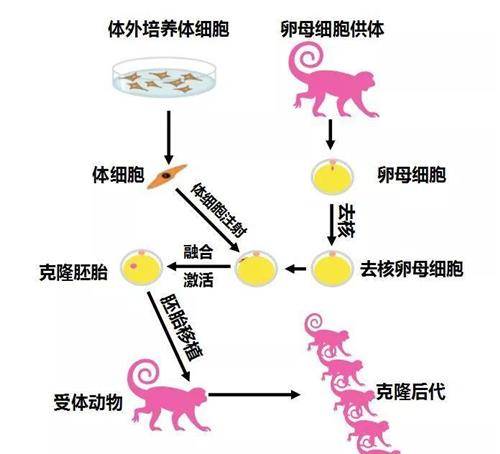 克隆羊过程图图片