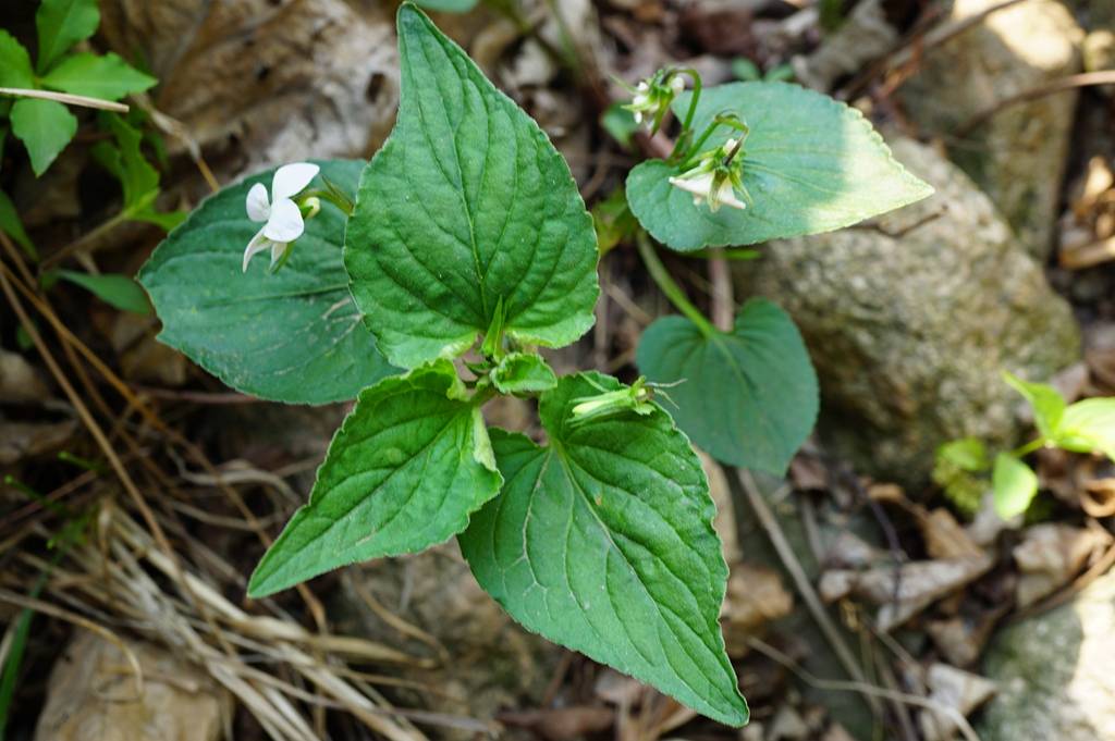 我见到的山东本土植物和园林栽培植物(550)鸡腿堇菜