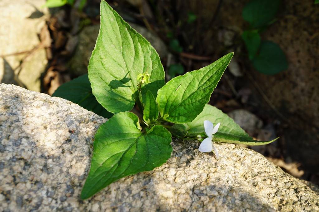 我见到的山东本土植物和园林栽培植物(550)鸡腿堇菜