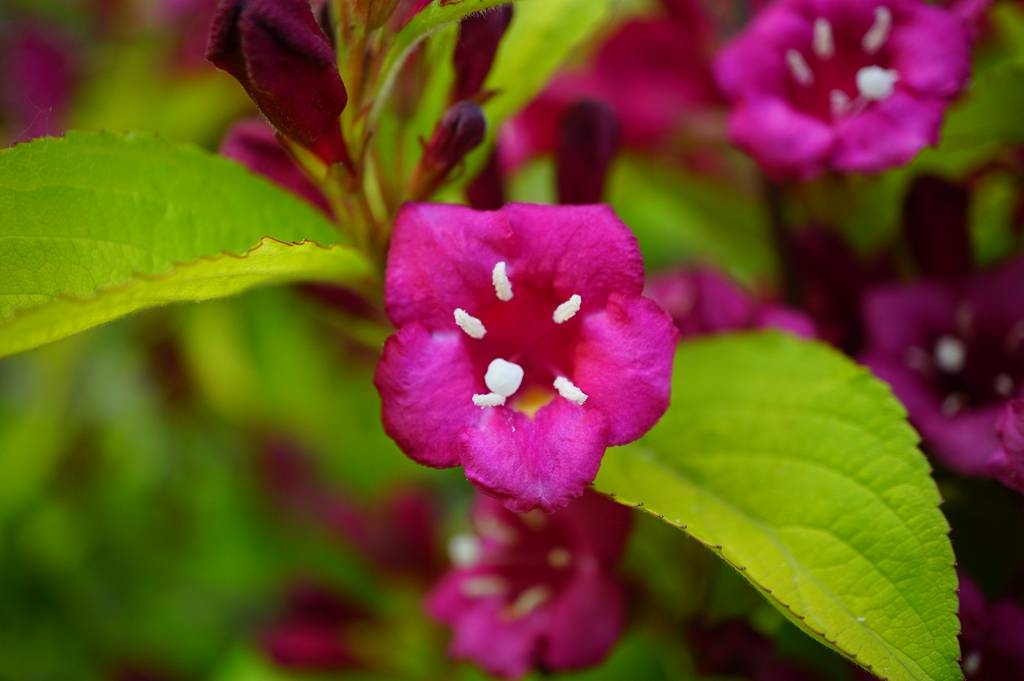 我见到的山东本土植物和园林栽培植物