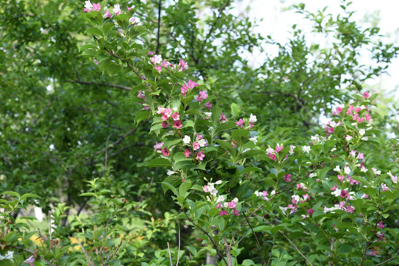 我见到的山东本土植物和园林栽培植物(570)朝鲜锦带花