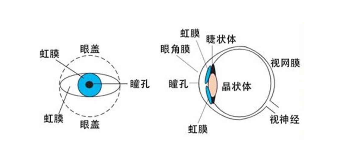 新生儿虹膜颜色为灰色图片