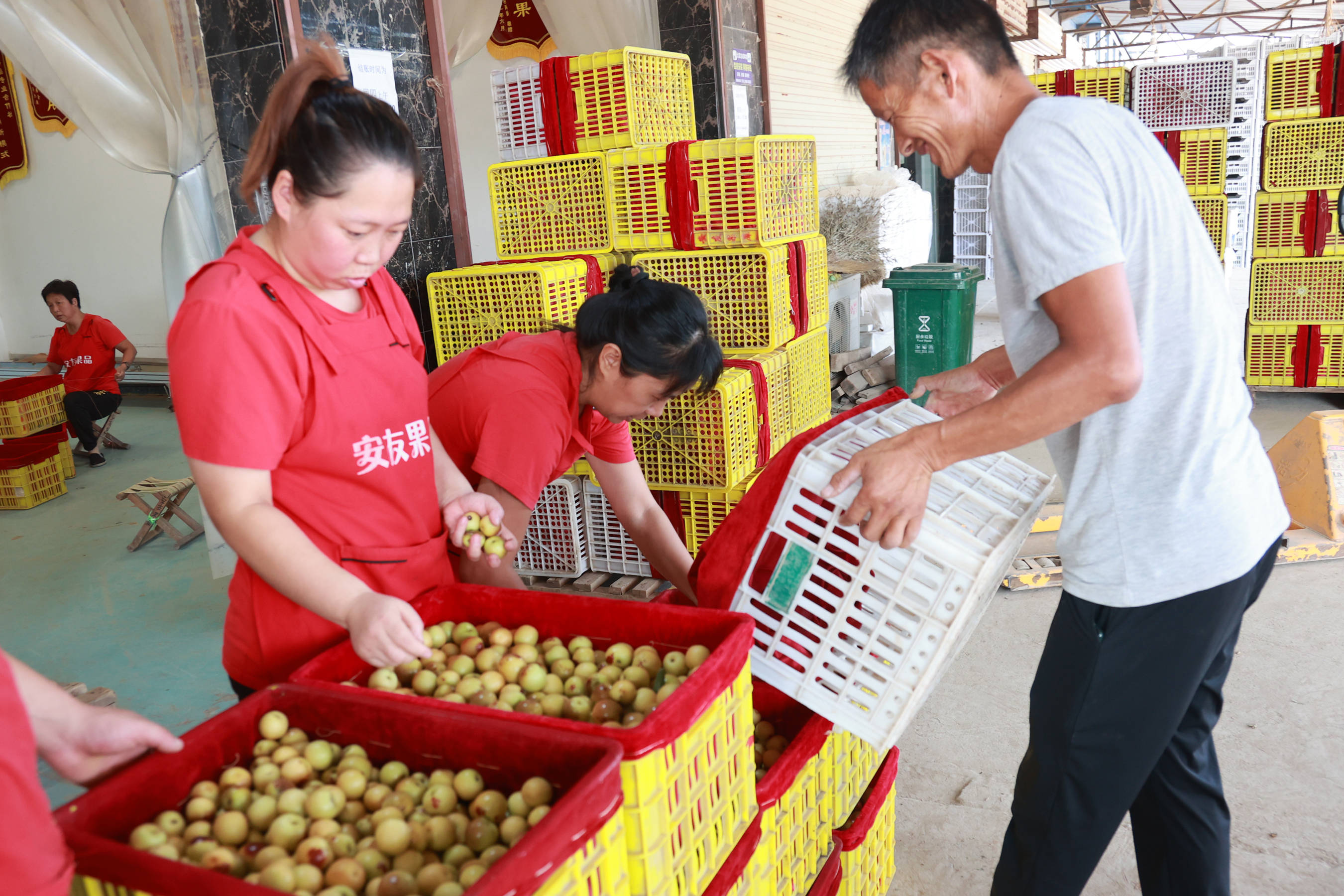 陕西大荔县安友果品专业合作社靠质量,诚信冬枣销往国内外