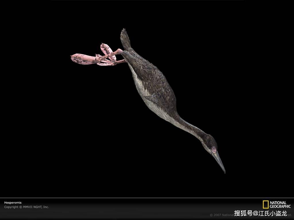 黄昏鸟:潜入白垩纪海洋的"企鹅"