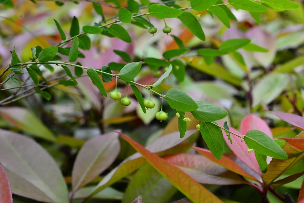 我见到的山东本土植物和园林栽培植物