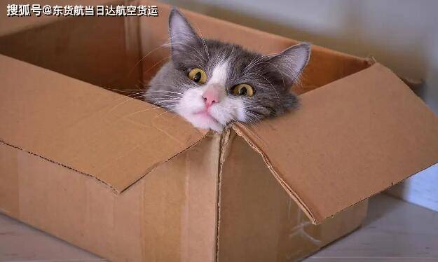宠物猫出国托运你会如何选择,如何安全托运宠物?