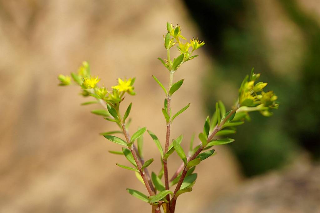 我见到的山东本土植物和园林栽培植物(618)垂盆草