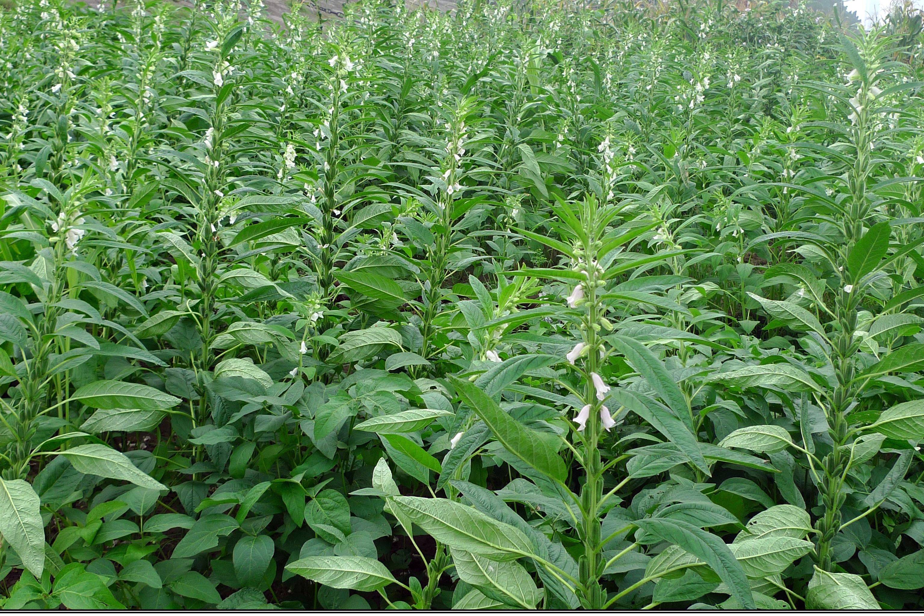 我见到的山东本土植物和园林栽培植物623芝麻