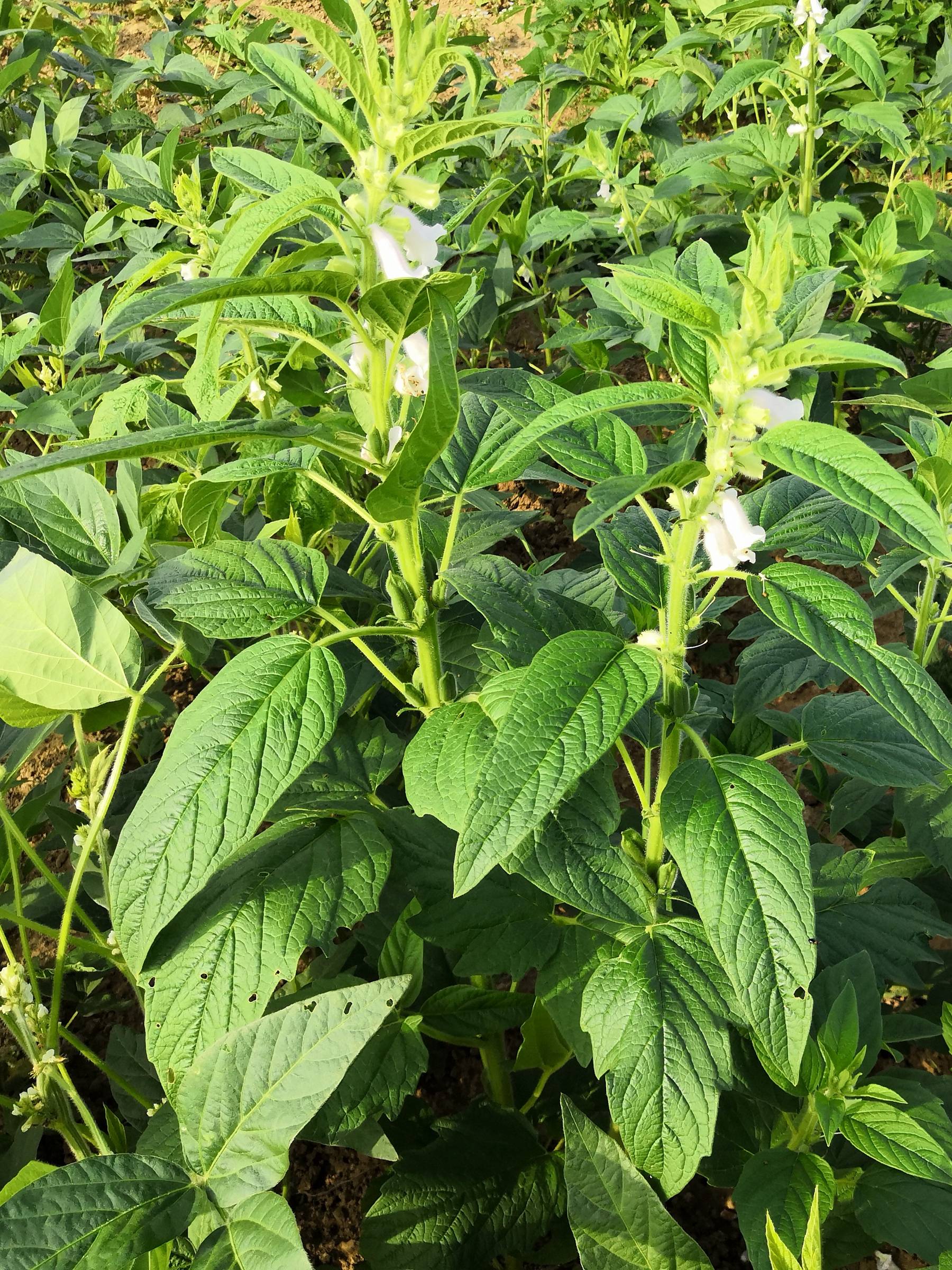 芝麻树图片野生图片