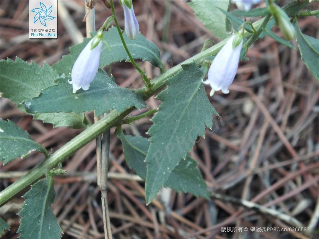 我见到的山东本土植物和园林栽培植物