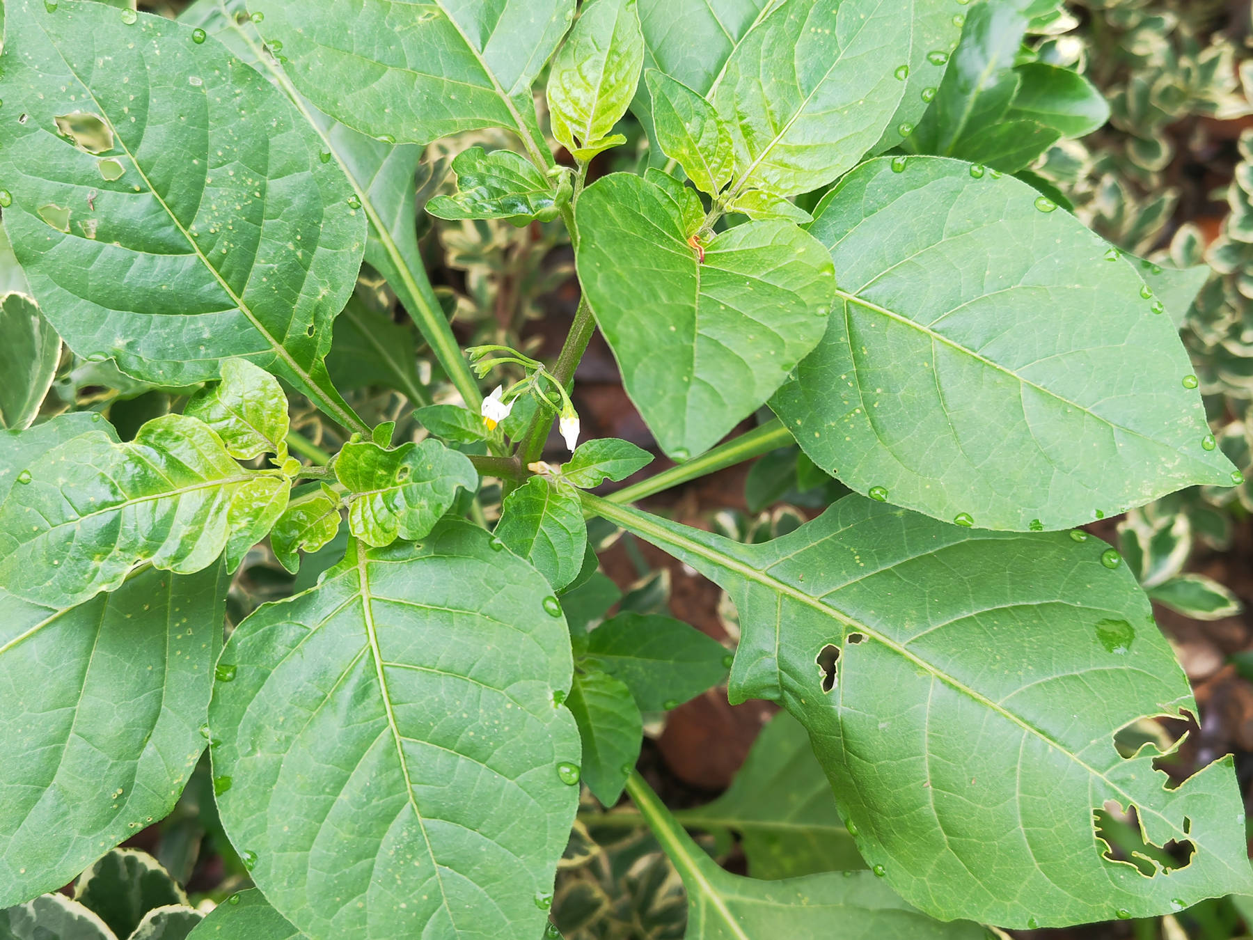 我见到的山东本土植物和园林栽培植物