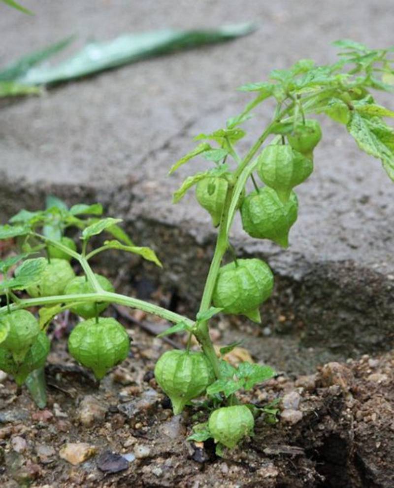 我见到的山东本土植物和园林栽培植物(637)小酸浆