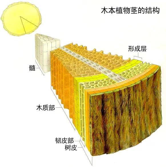 树皮的眼泪与笑容 树木是如何表达情感的?