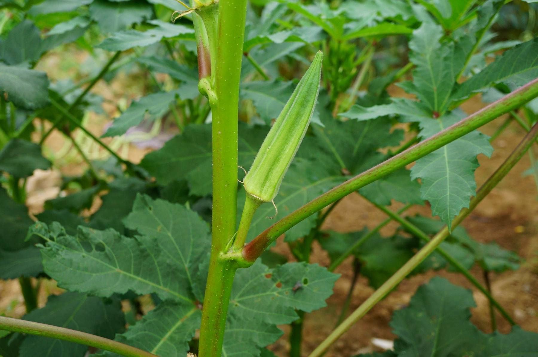 我见到的山东本土植物和园林栽培植物(660)咖啡黄葵
