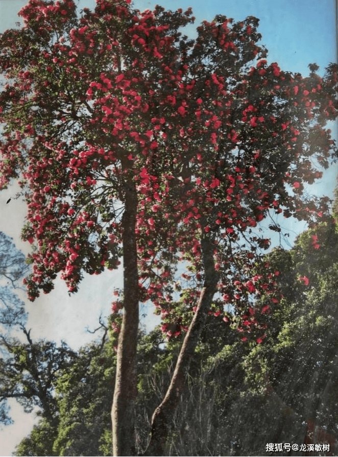 高帽子茶花图片