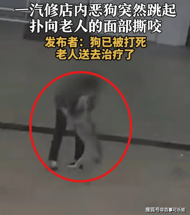 恶狗扑面撕咬老人!背后狗患再揭社会安全隐患!