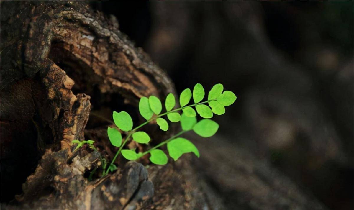 枯木逢春在一定程度上就反映了人逢喜事精神爽的心理学道理,像得了