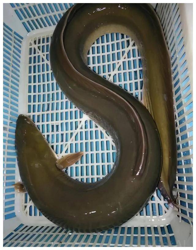 2016年他在溪涧捕到一条26.7斤的鳗鱼,结果3天后卖出2万元高价