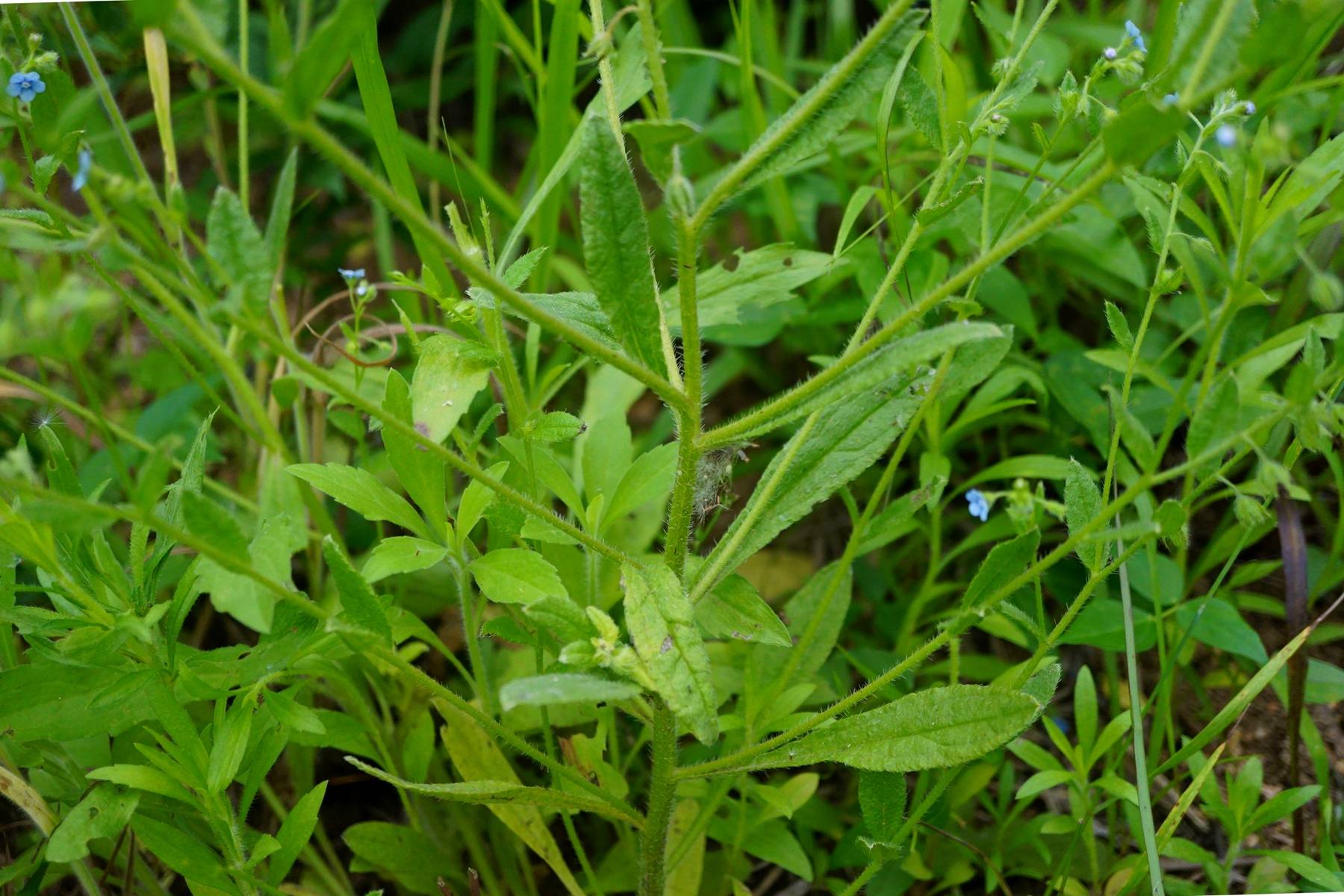 我见到的山东本土植物和园林栽培植物(704)狭苞斑种草