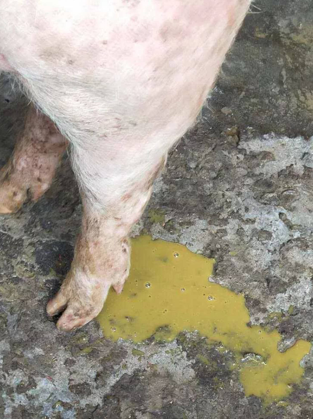 秋季猪场顽固性腹泻的原因以及治疗方案