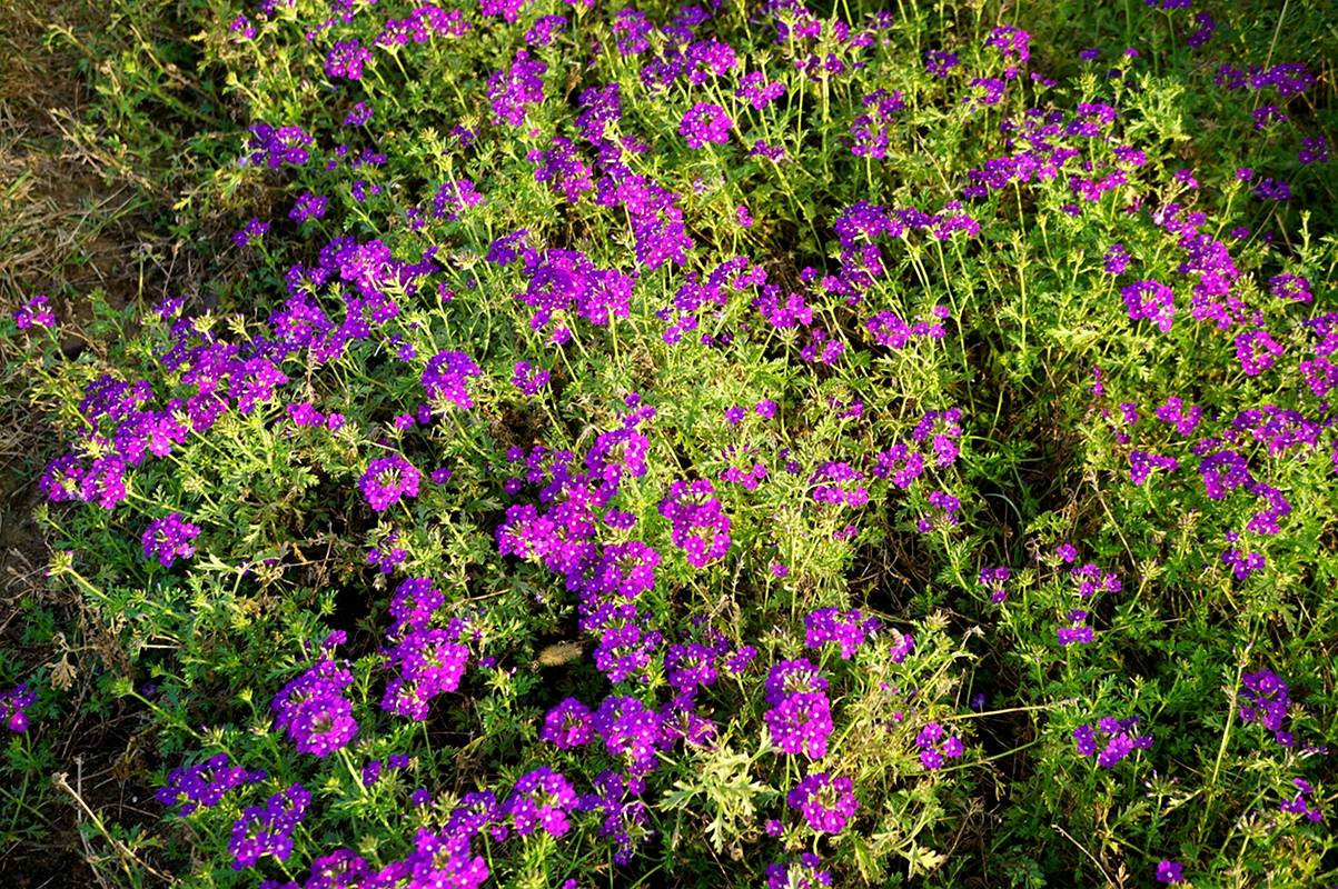 我见到的山东本土植物和园林栽培植物(722)美女樱