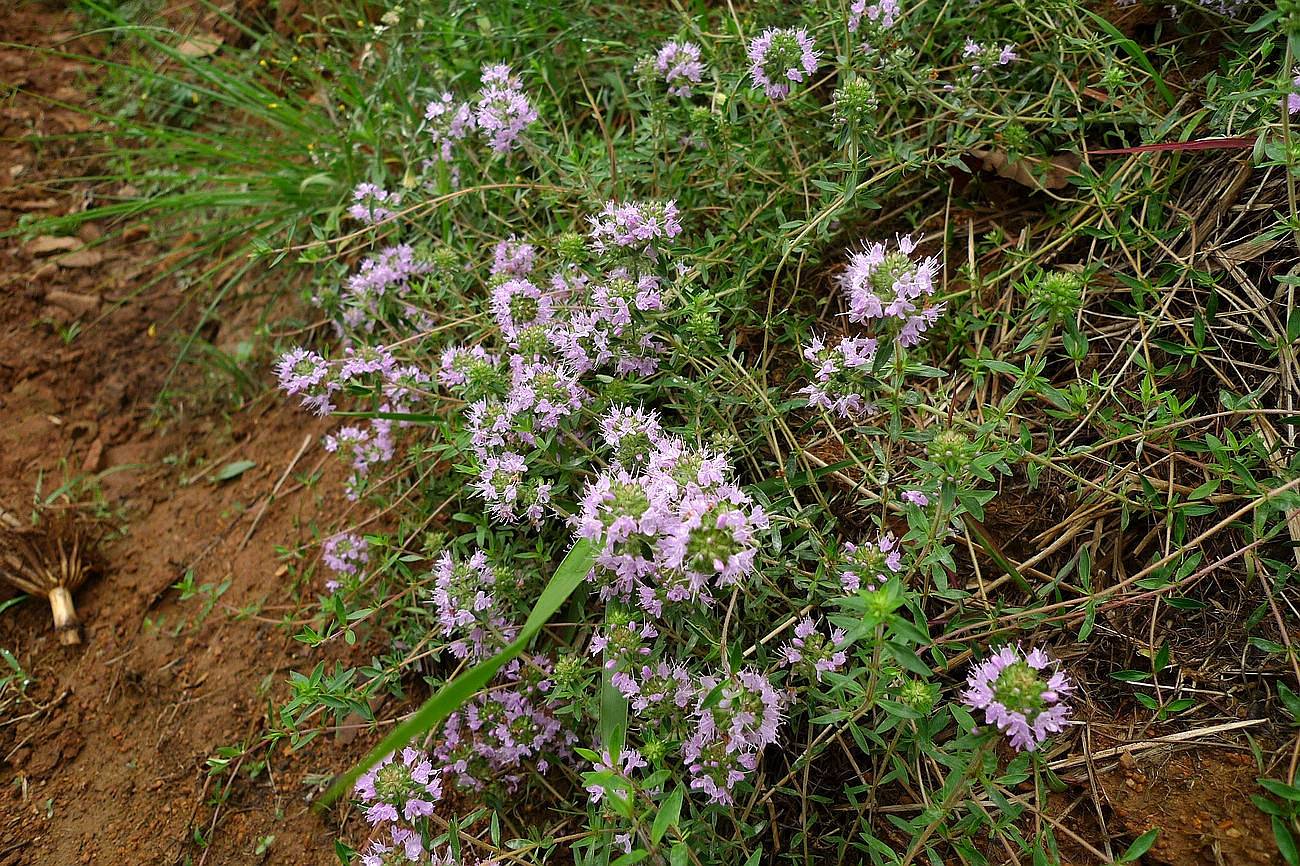 我见到的山东本土植物和园林栽培植物