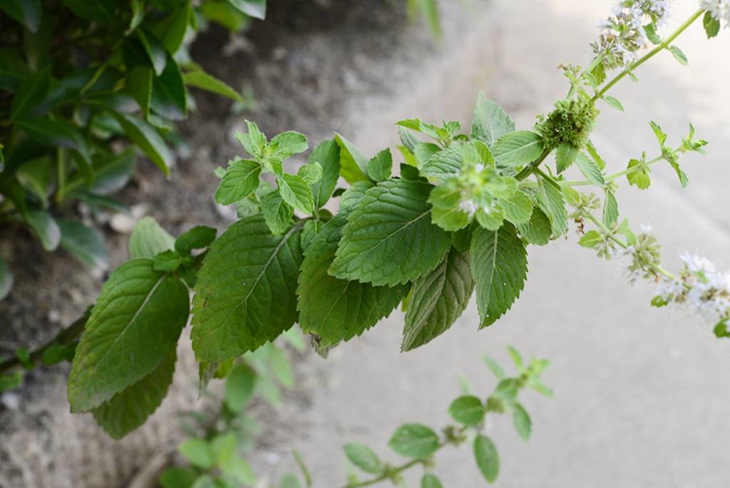 我见到的山东本土植物和园林栽培植物(743)皱叶留兰香